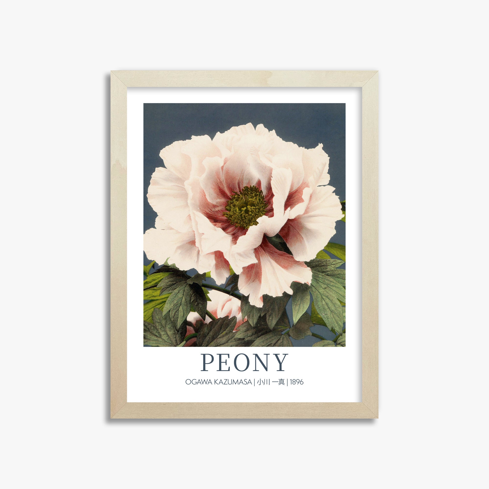 Ogawa Kazumasa: Peony - Gallery-style, 30x40cm Framed Art Reproduction With Lime Wood Frame