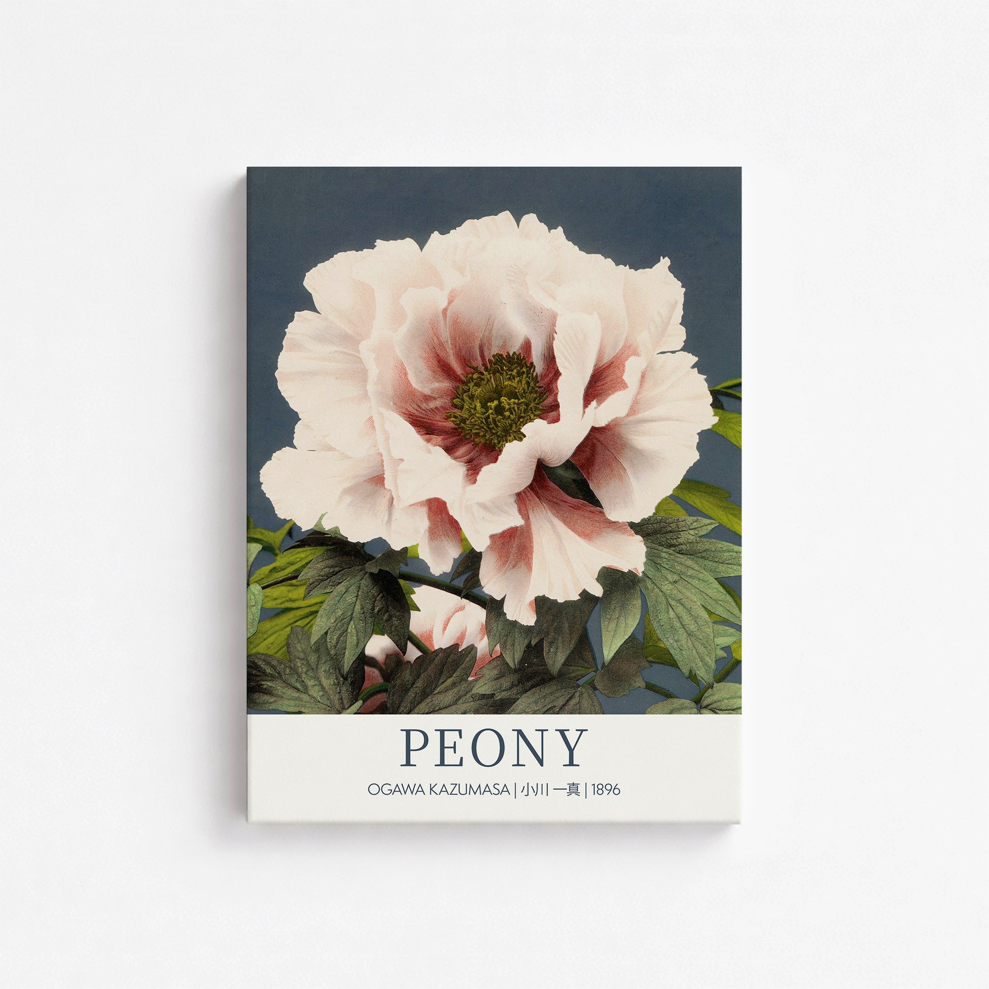 Ogawa Kazumasa: Peony - Gallery-style, 30x40cm Satin Canvas Art Reproduction