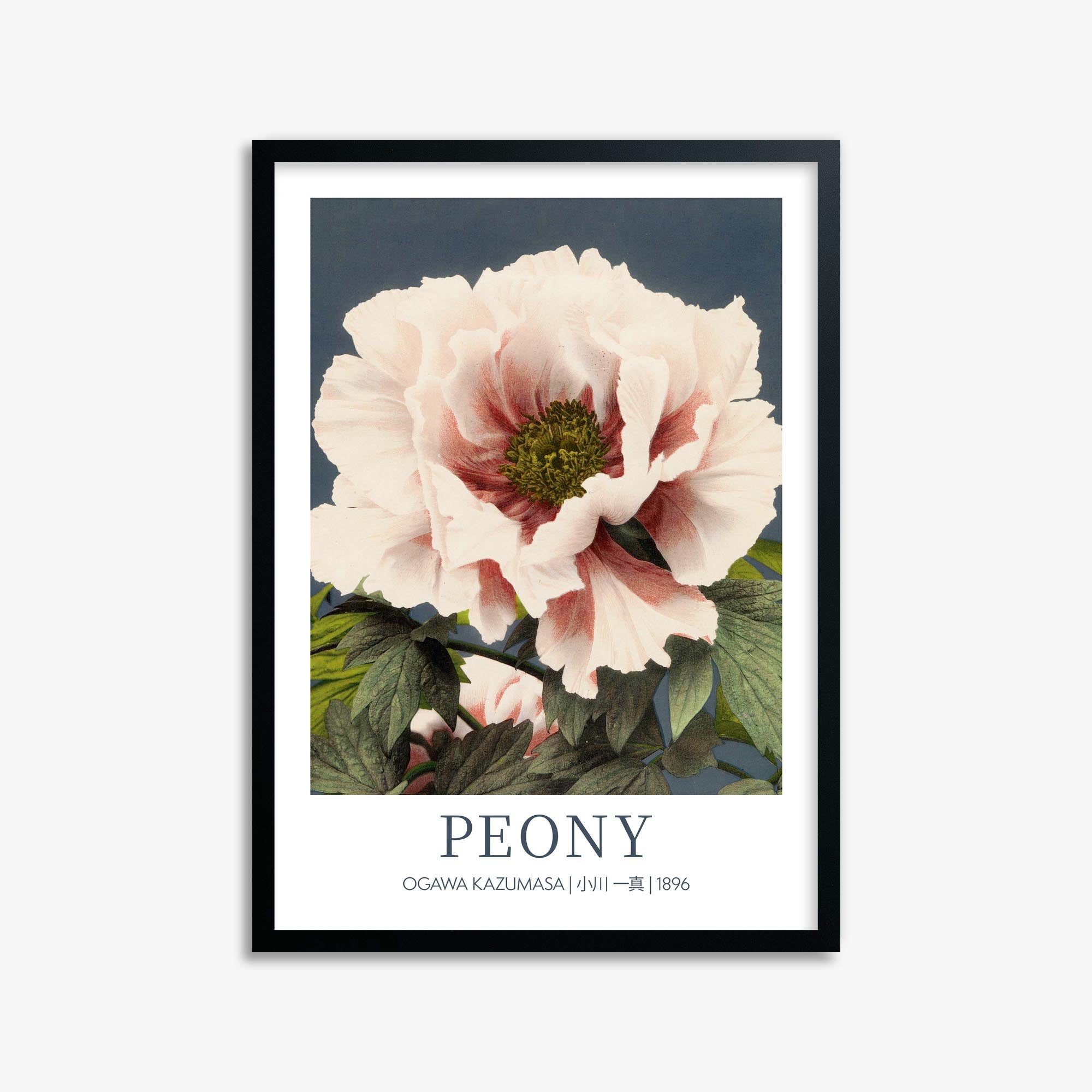Ogawa Kazumasa: Peony - Gallery-style 50x70 cm Art Reproduction With Black Frame