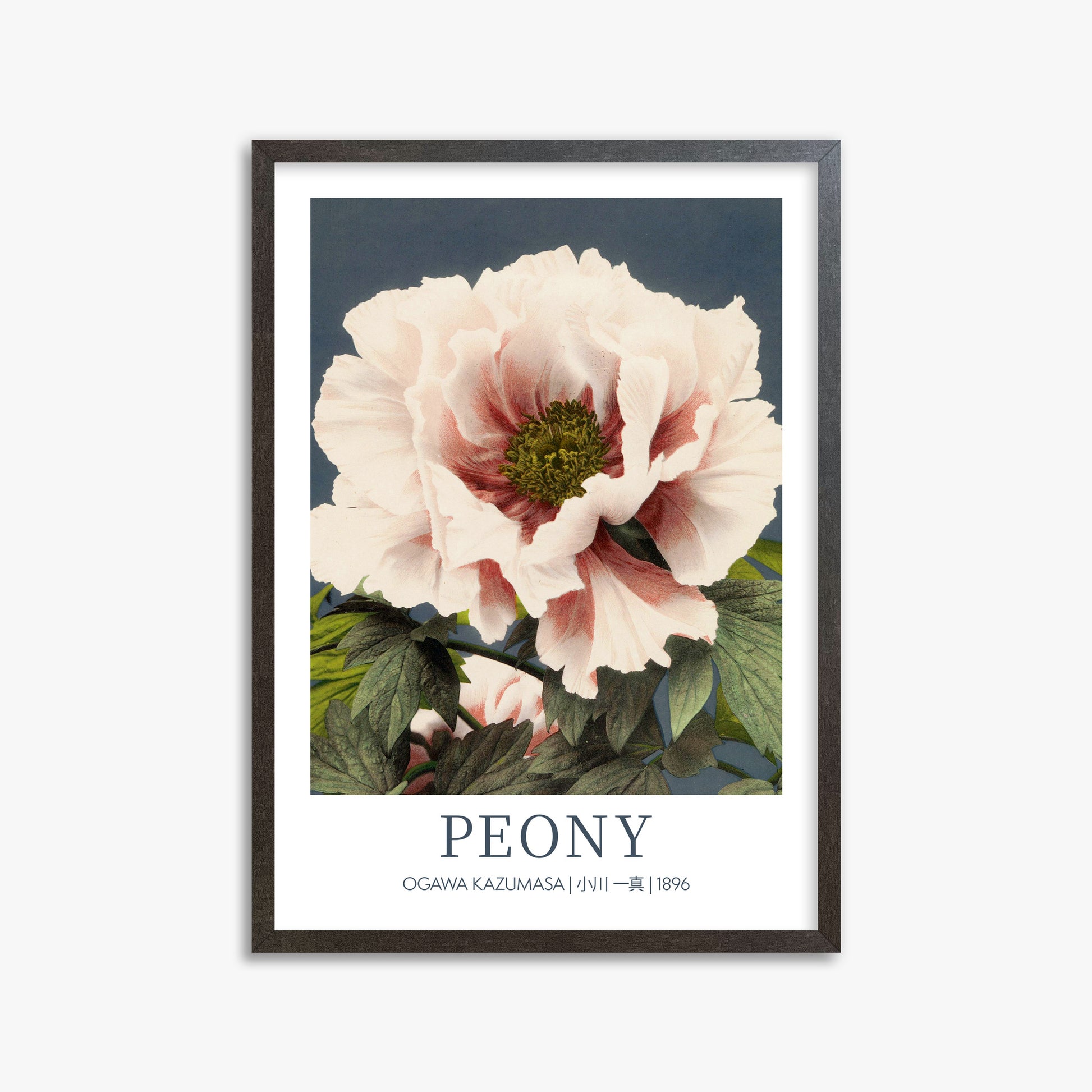 Ogawa Kazumasa: Peony - Gallery-style, 50x70cm Framed Art Reproduction With Espresso Frame