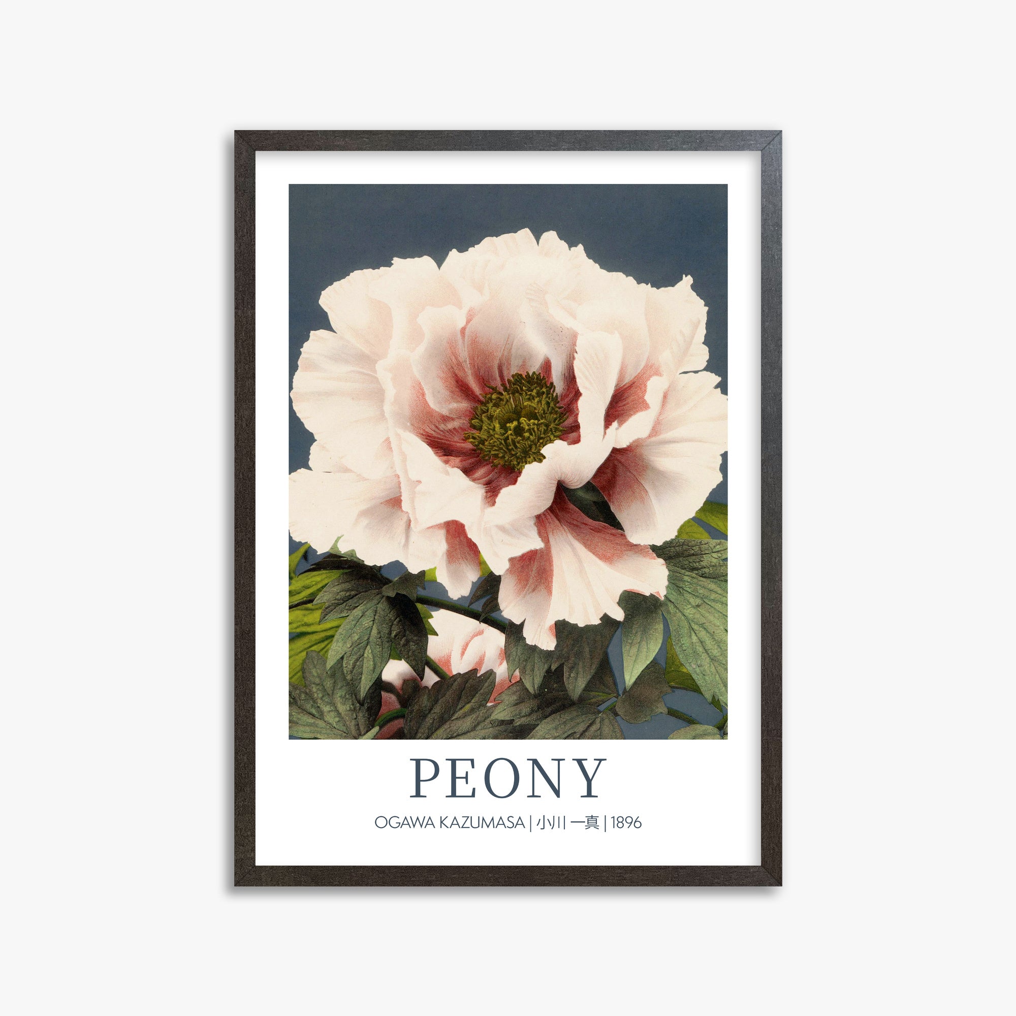 Ogawa Kazumasa: Peony - Gallery-style, 50x70cm Framed Art Reproduction With Espresso Frame