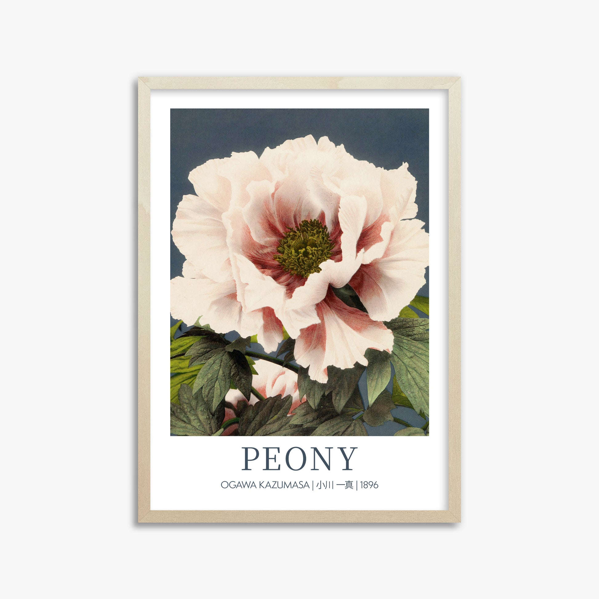 Ogawa Kazumasa: Peony - Gallery-style, 50x70cm Framed Art Reproduction With Lime Wood Frame