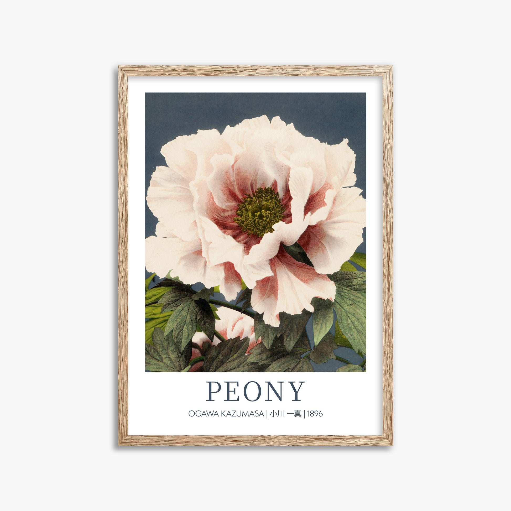 Ogawa Kazumasa: Peony - Gallery-style, 50x70cm Framed Art Reproduction With Raw Oak Frame