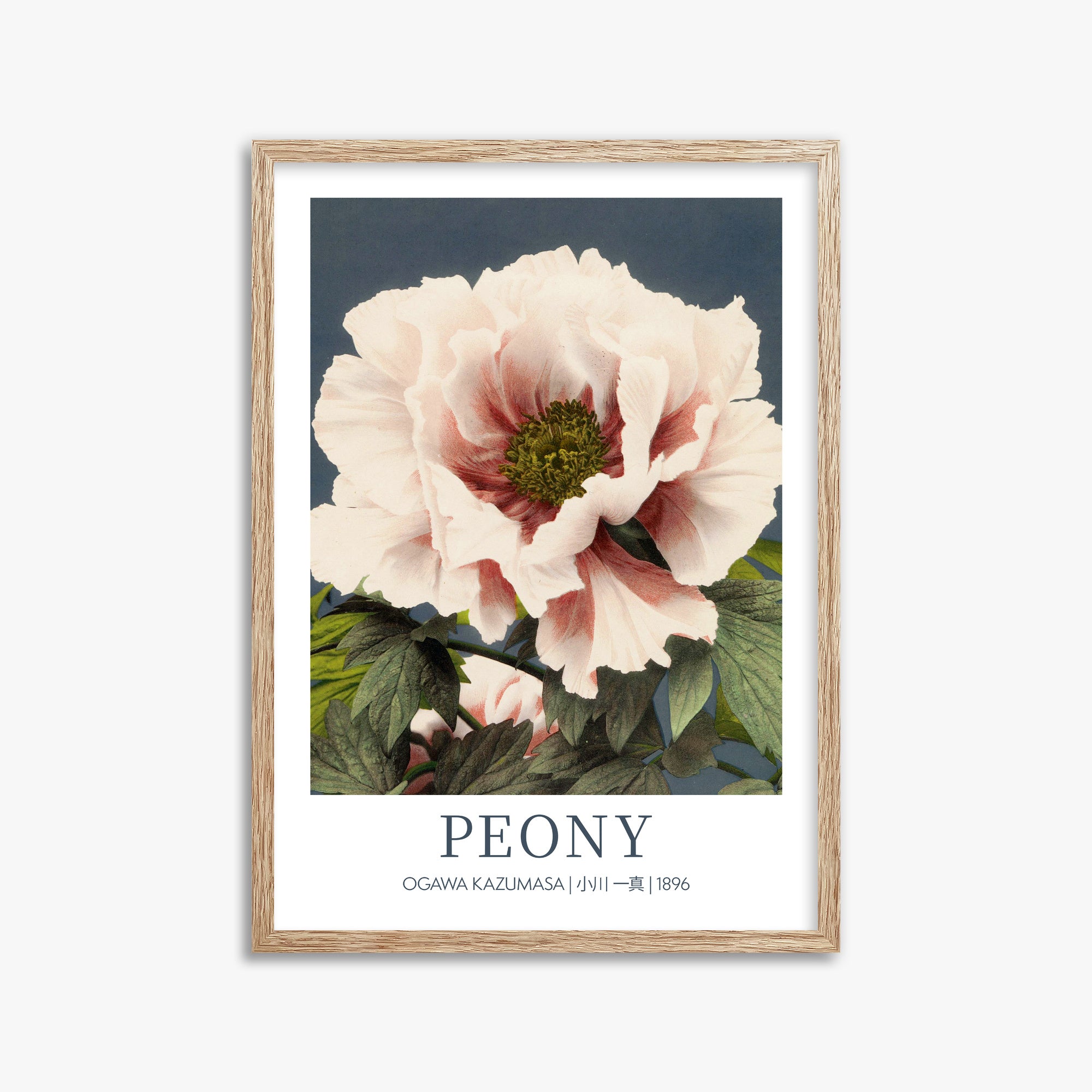 Ogawa Kazumasa: Peony - Gallery-style, 50x70cm Framed Art Reproduction With Raw Oak Frame
