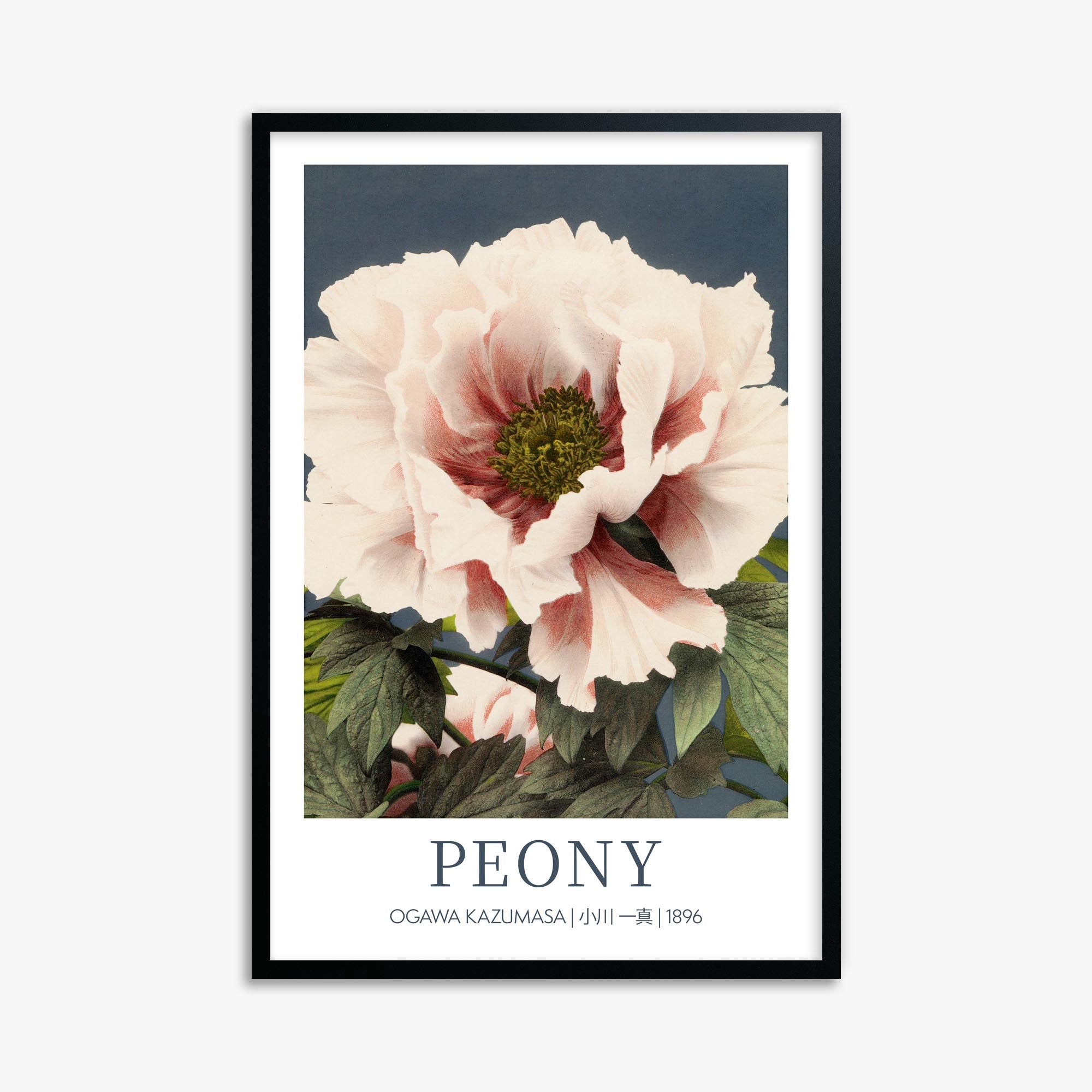 Ogawa Kazumasa: Peony - Gallery-style 61x91 cm Art Reproduction With Black Frame