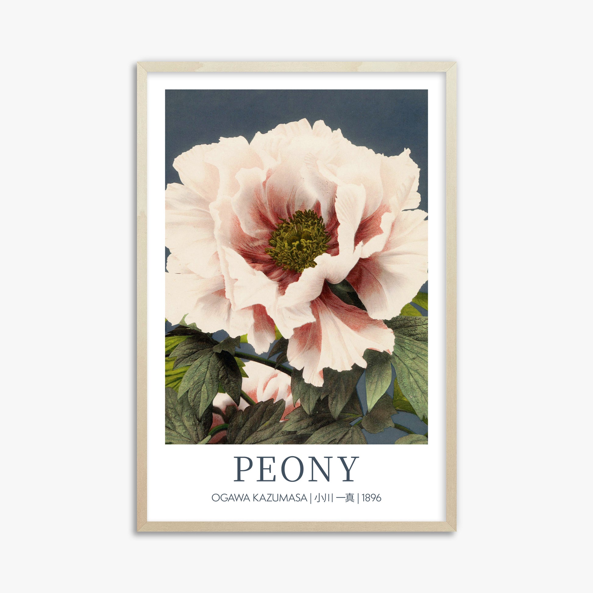 Ogawa Kazumasa: Peony - Gallery-style, 61x91cm Framed Art Reproduction With Lime Wood Frame