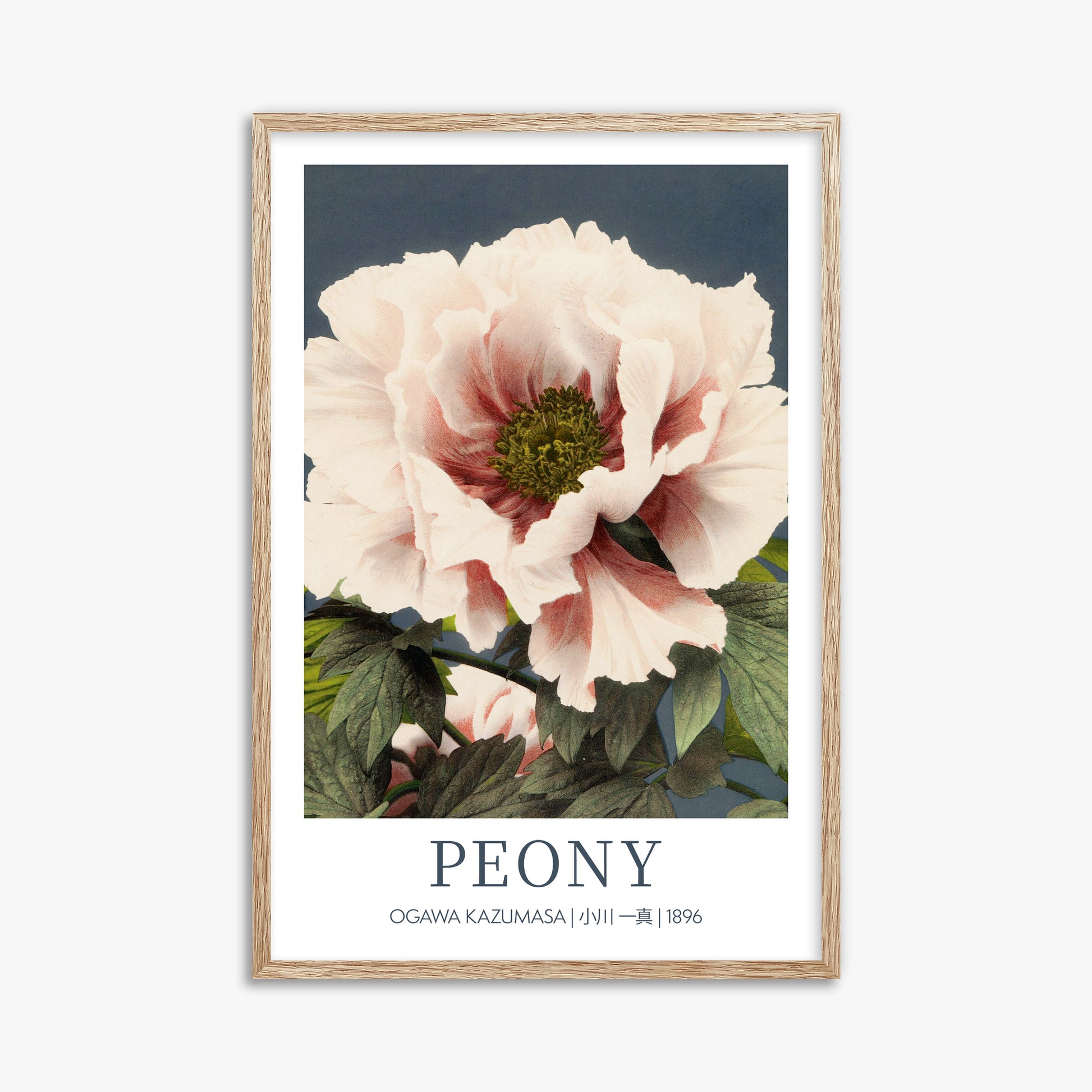 Ogawa Kazumasa: Peony - Gallery-style, 61x91cm Framed Art Reproduction With Raw Oak Frame