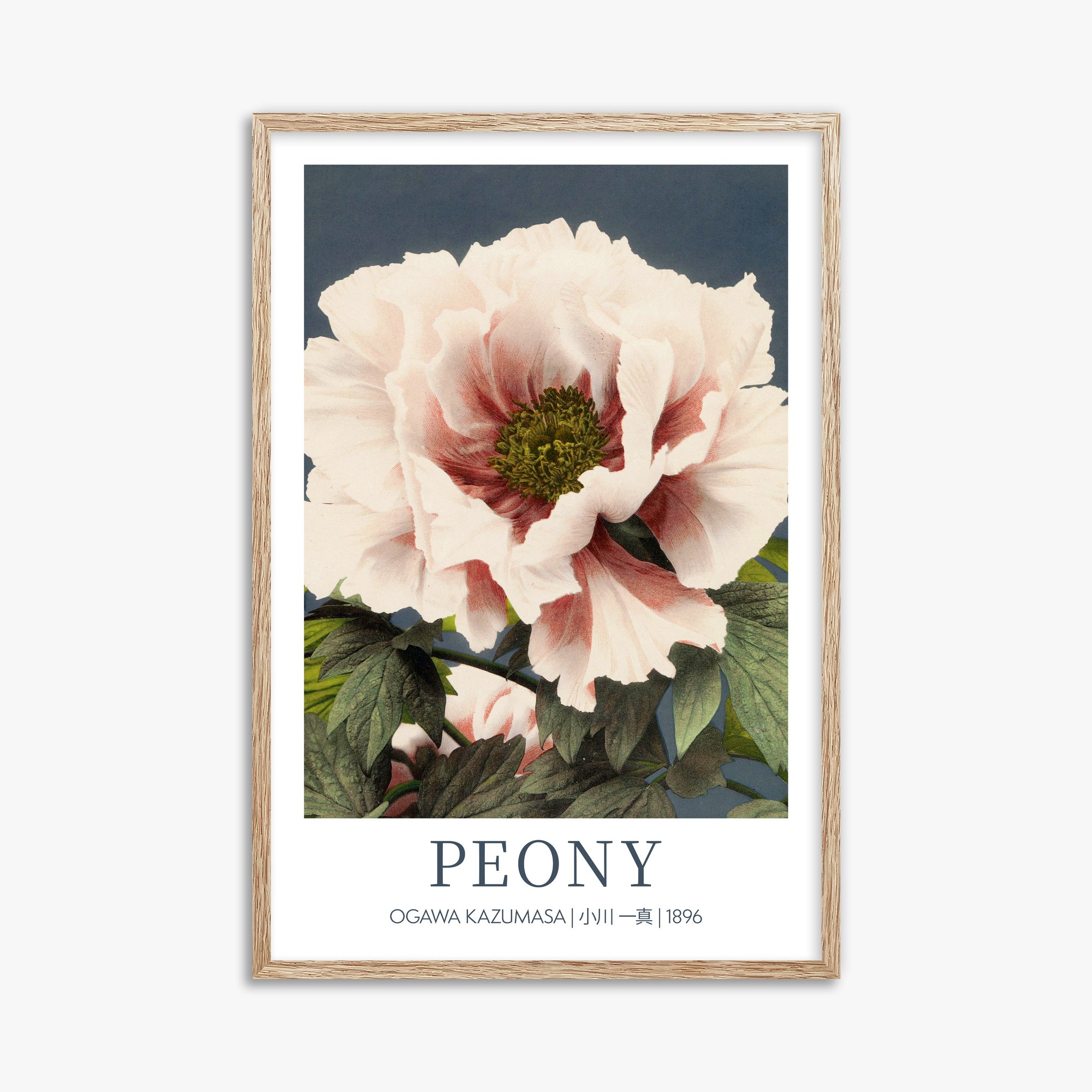 Ogawa Kazumasa: Peony - Gallery-style, 61x91cm Framed Art Reproduction With Raw Oak Frame