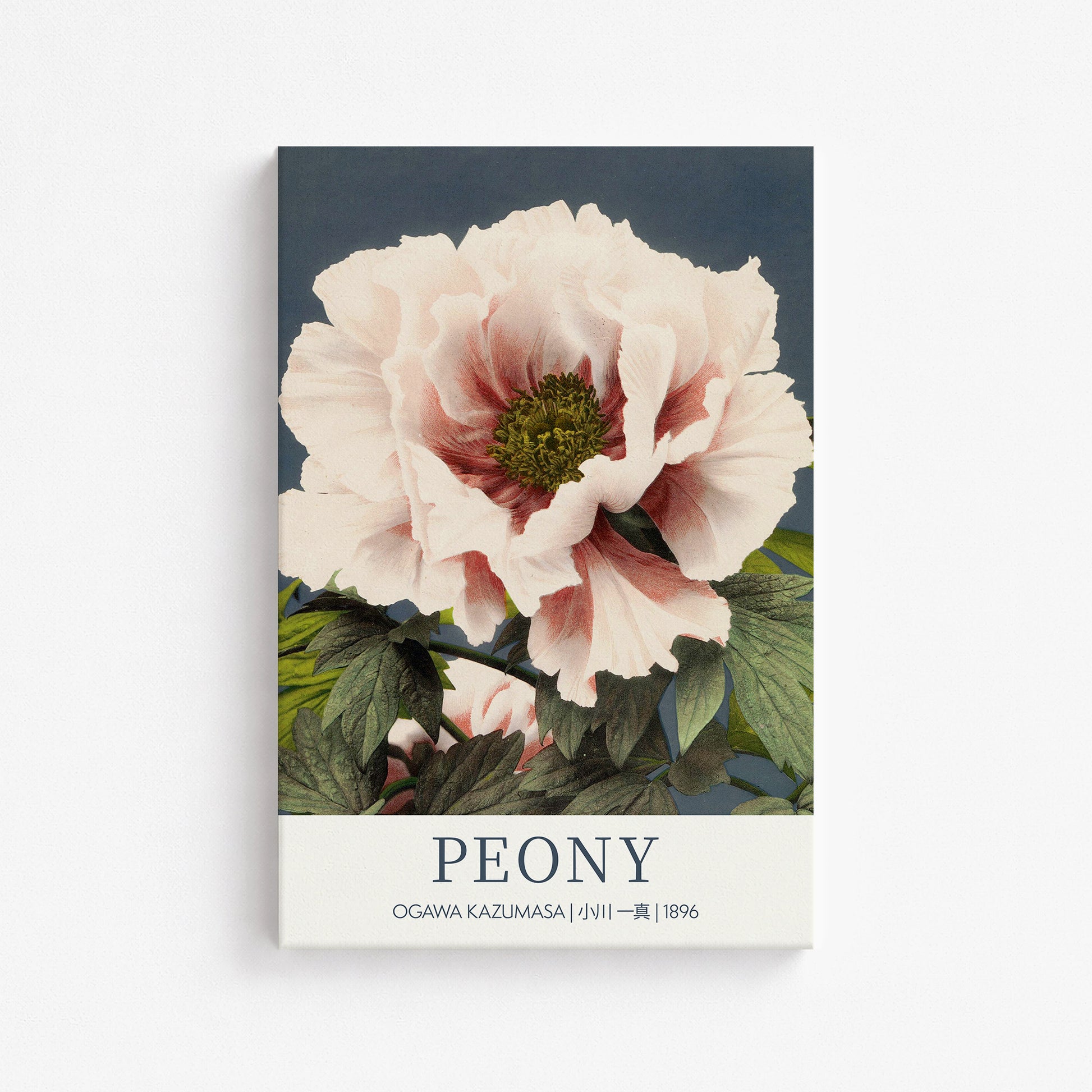 Ogawa Kazumasa: Peony - Gallery-style, 61x91cm Satin Canvas Art Reproduction
