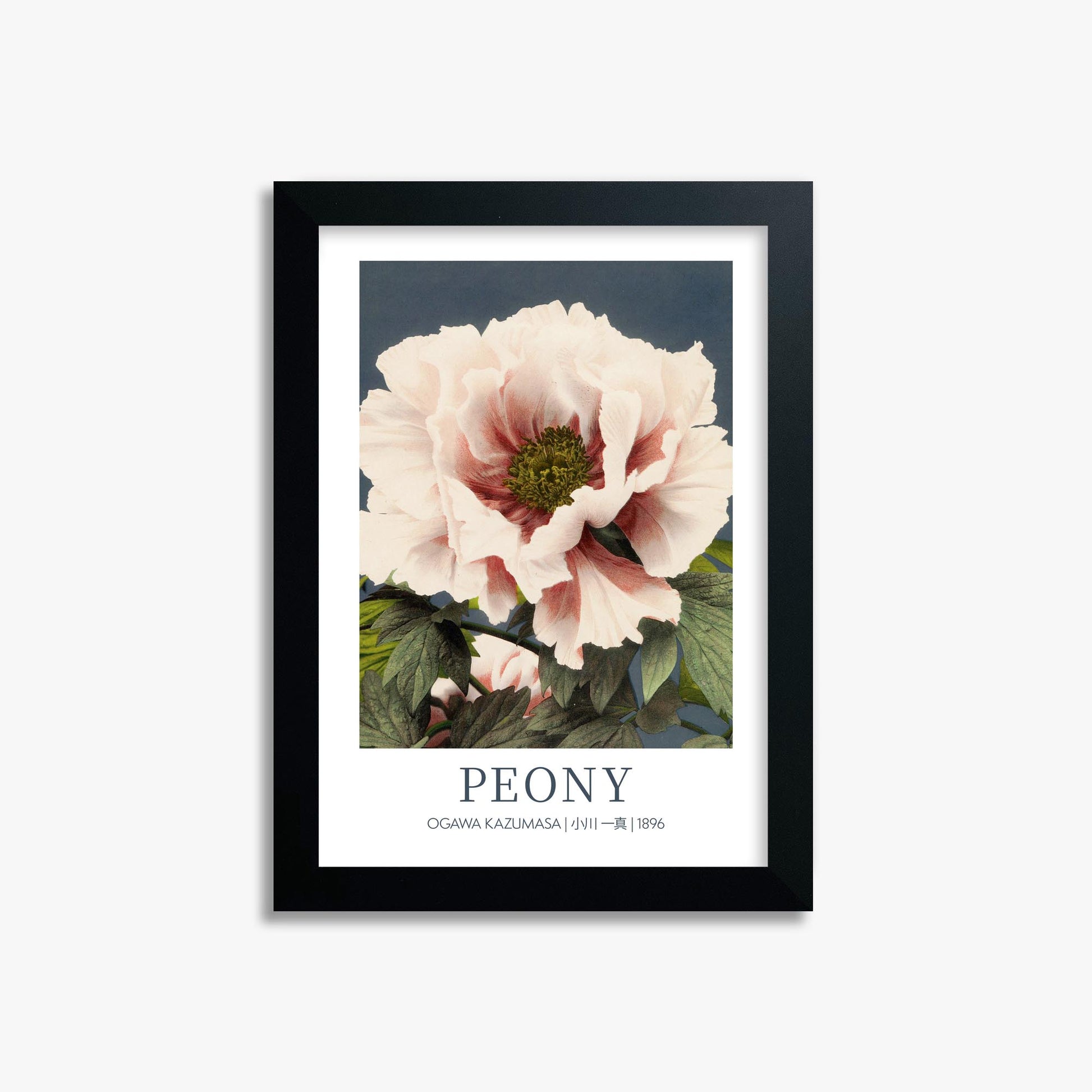 Ogawa Kazumasa: Peony - Gallery-style 21x30 cm Art Reproduction With Black Frame