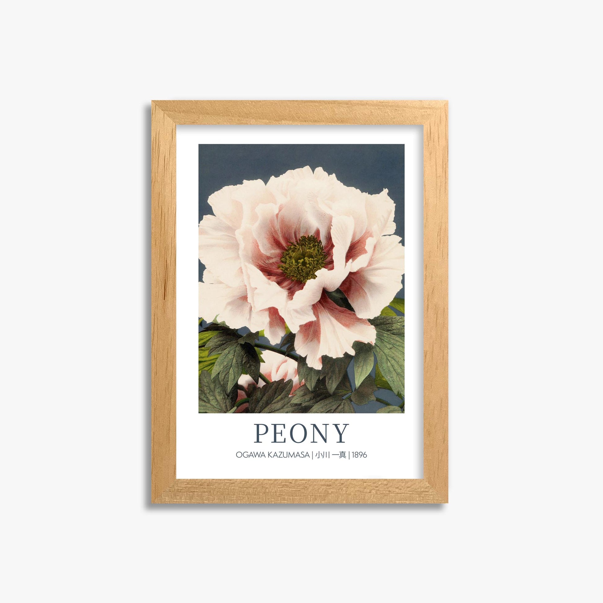 Ogawa Kazumasa: Peony - Gallery-style 21x30 cm Art Reproduction With Oak Frame