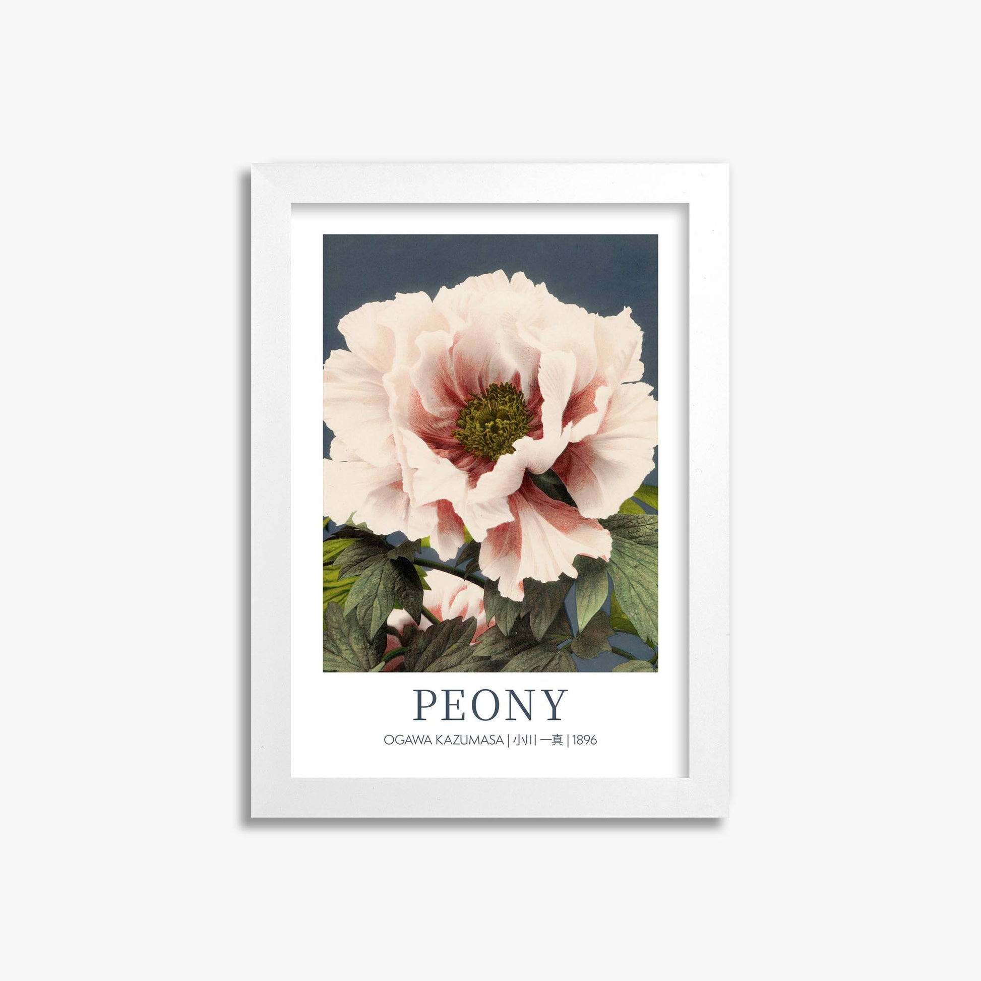 Ogawa Kazumasa: Peony - Gallery-style 21x30 cm Art Reproduction With White Frame