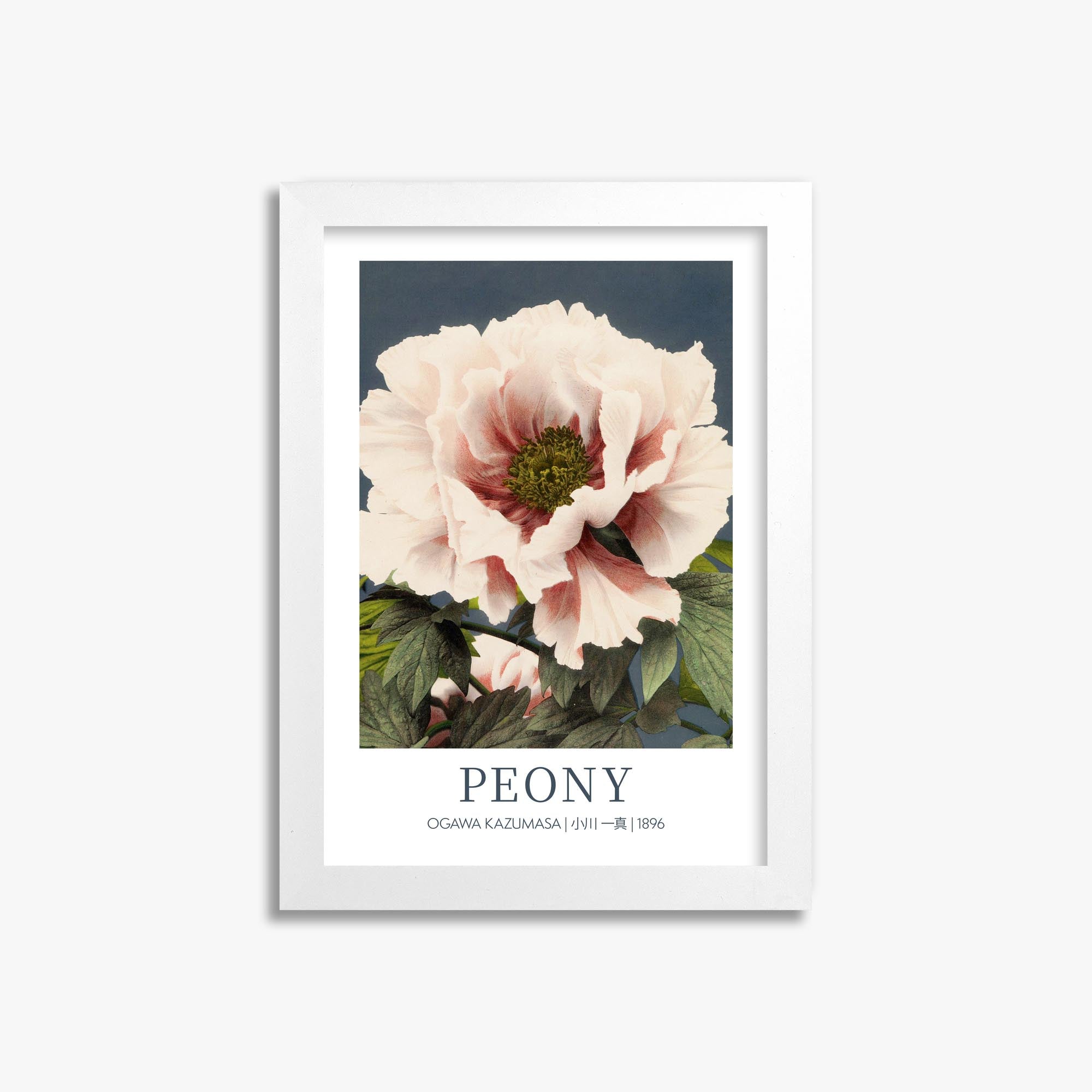 Ogawa Kazumasa: Peony - Gallery-style 21x30 cm Art Reproduction With White Frame