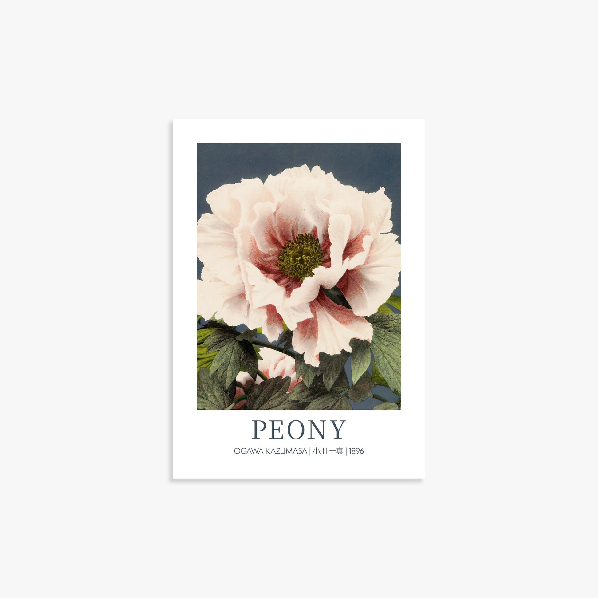 Ogawa Kazumasa: Peony - Gallery-style 21x30 cm Art Reproduction Unframed