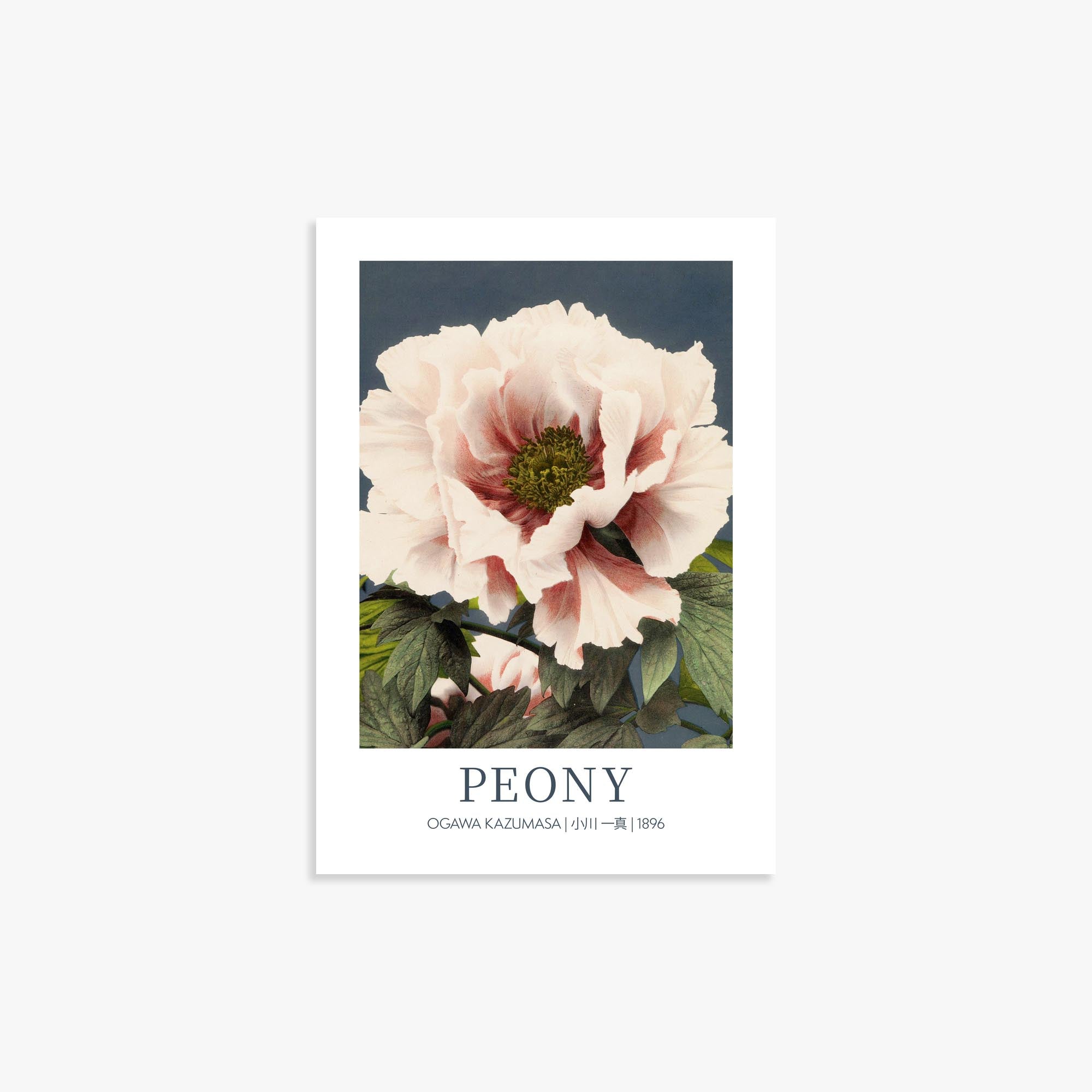 Ogawa Kazumasa: Peony - Gallery-style 21x30 cm Art Reproduction Unframed