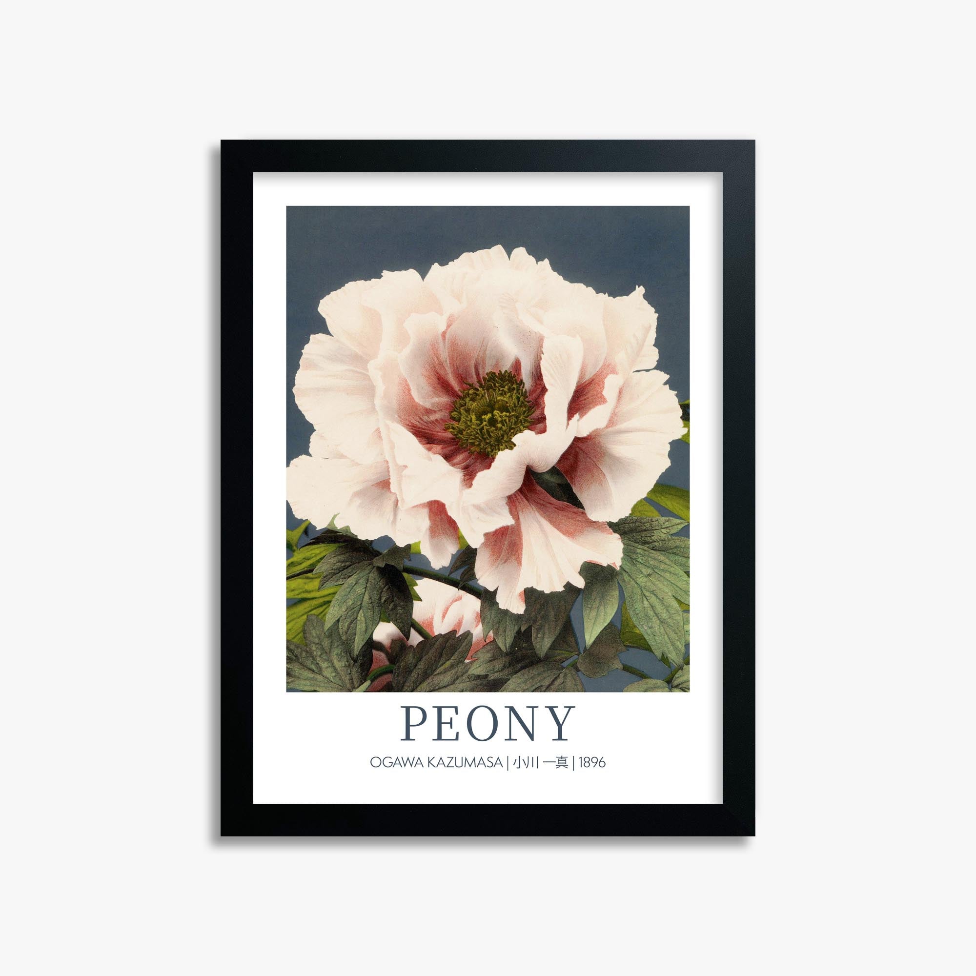 Ogawa Kazumasa: Peony - Gallery-style 30x40 cm Art Reproduction With Black Frame