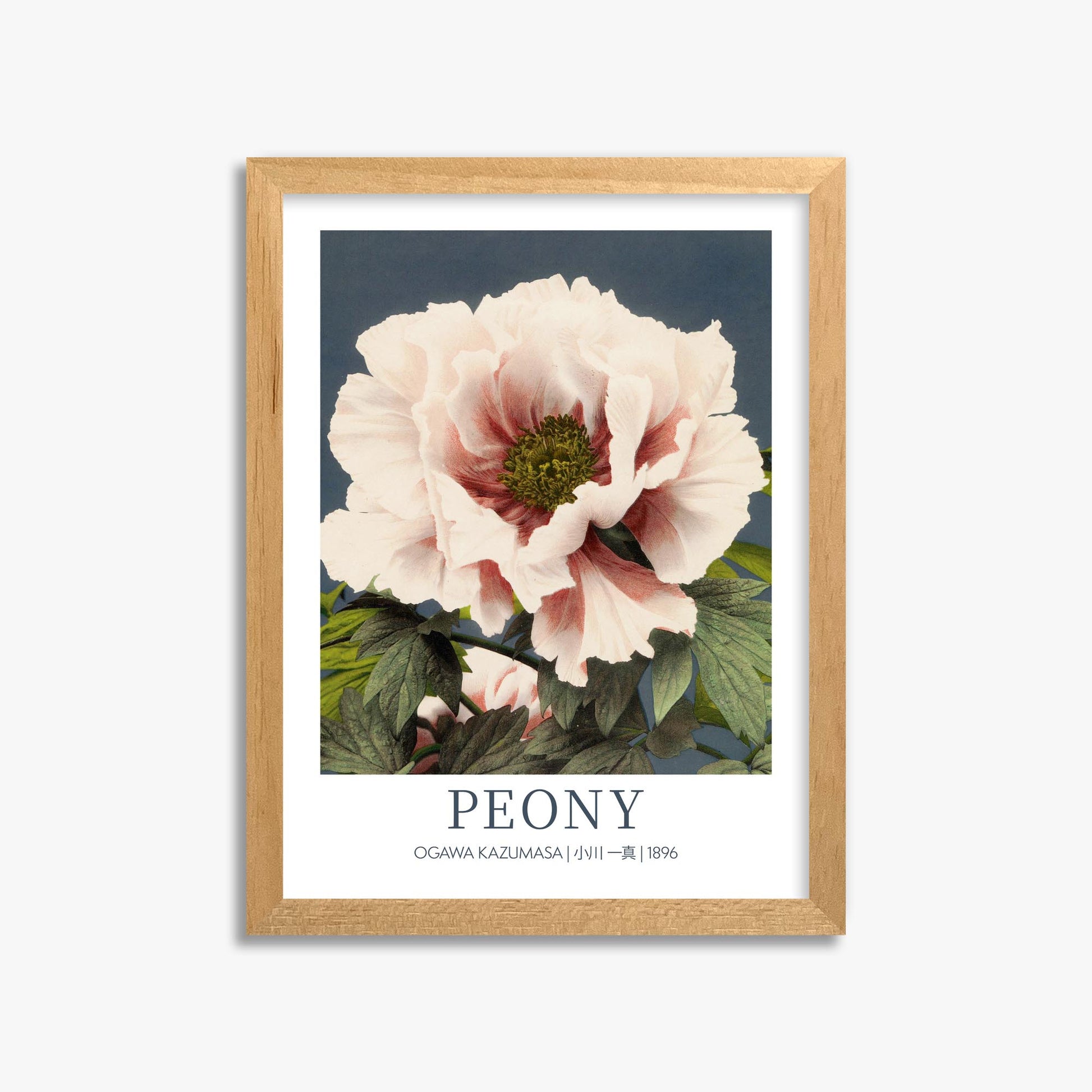 Ogawa Kazumasa: Peony - Gallery-style 30x40 cm Art Reproduction With Oak Frame