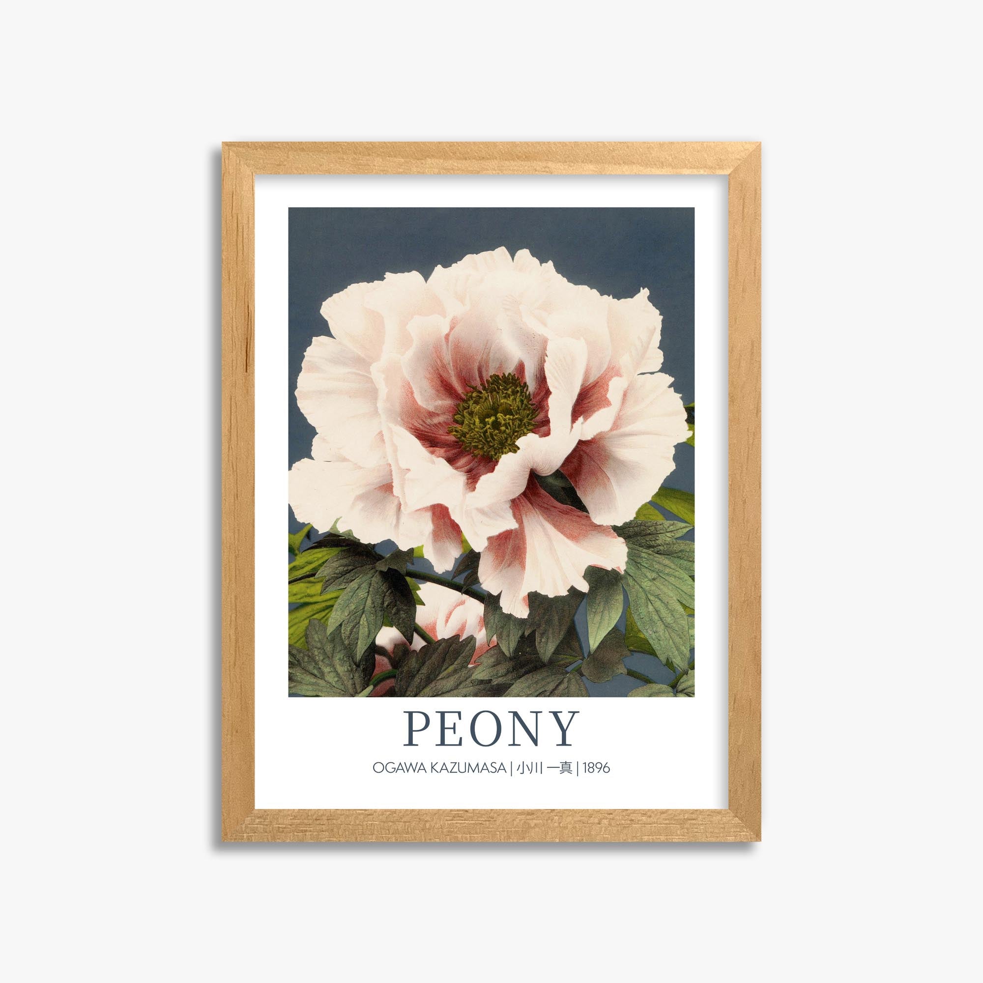 Ogawa Kazumasa: Peony - Gallery-style 30x40 cm Art Reproduction With Oak Frame