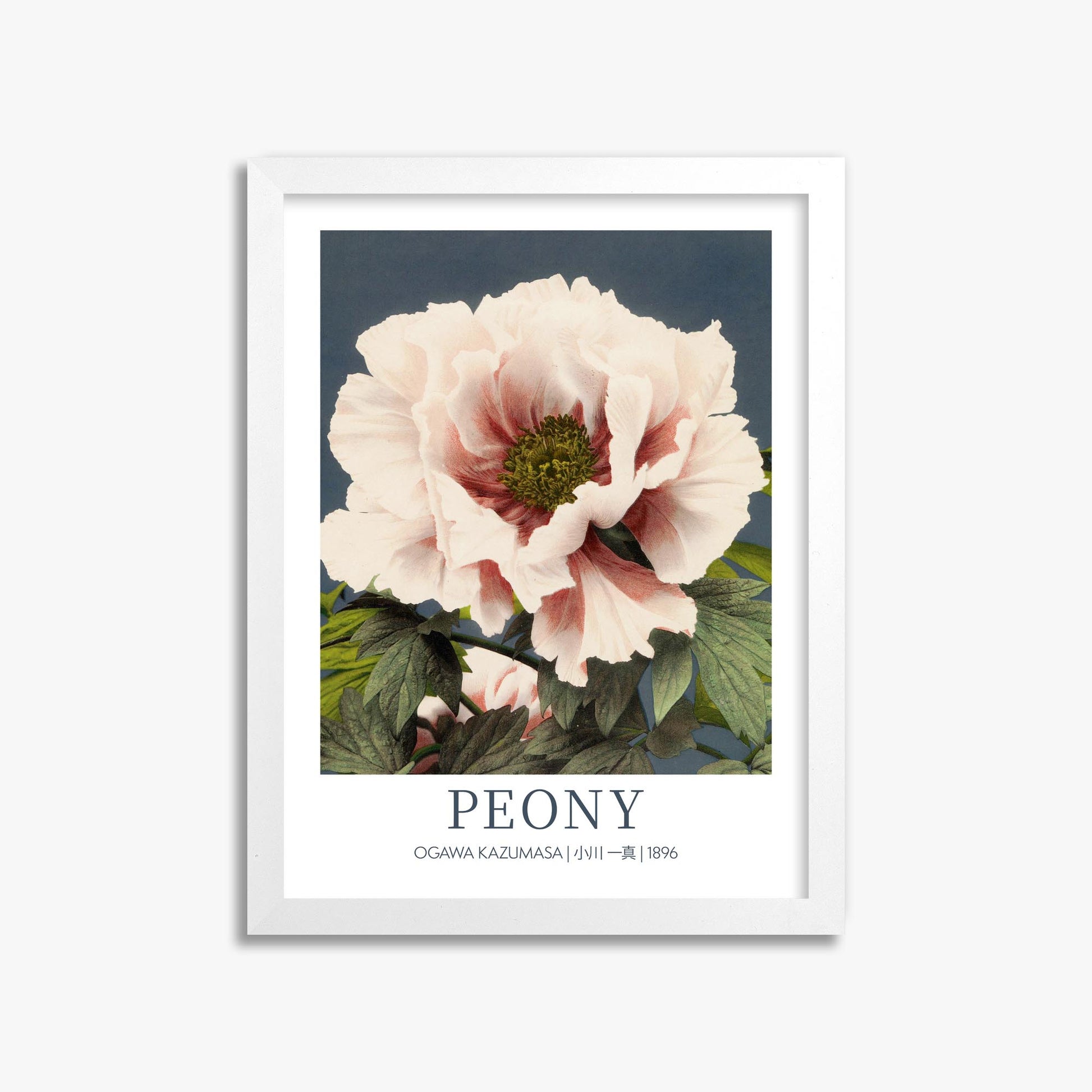 Ogawa Kazumasa: Peony - Gallery-style 30x40 cm Art Reproduction With White Frame