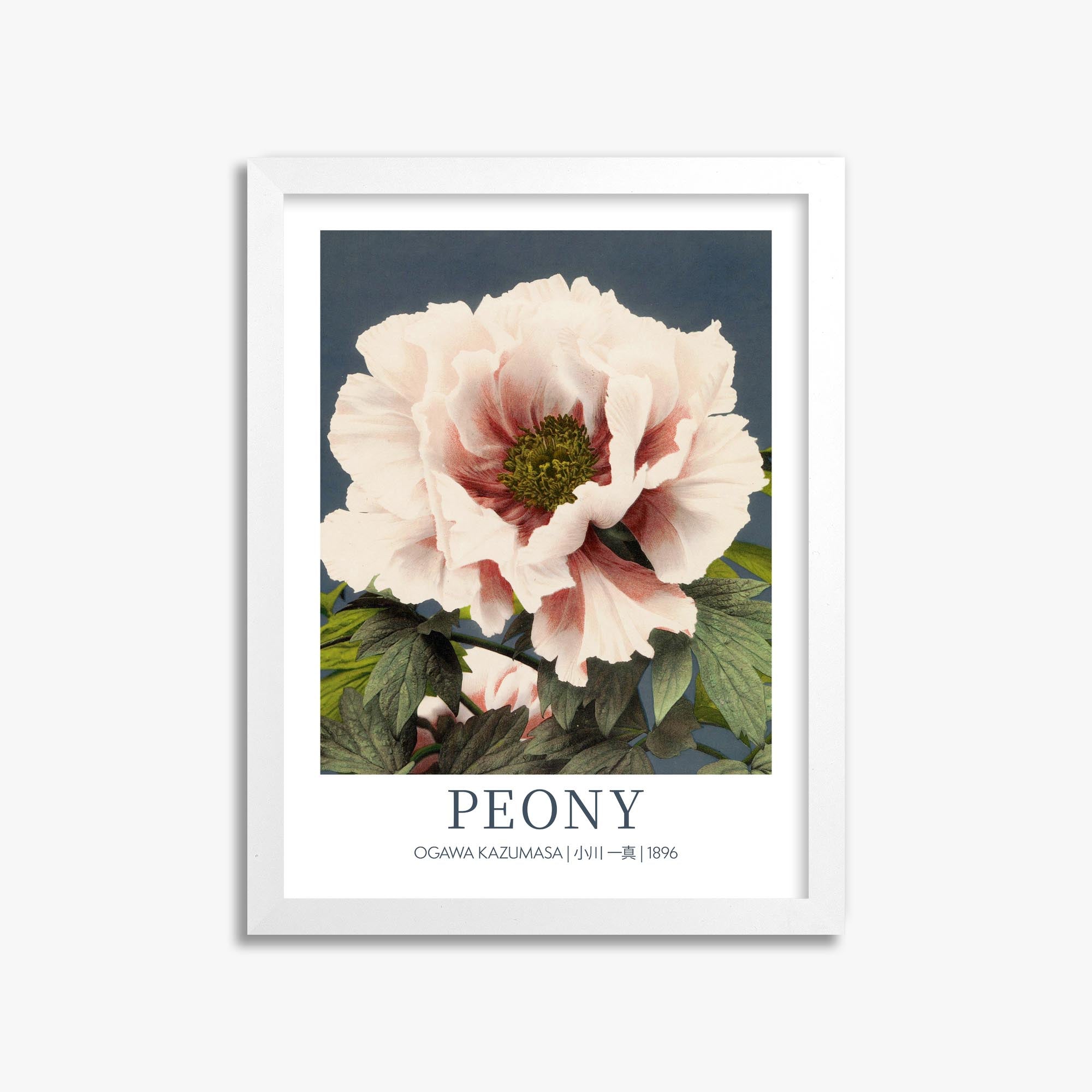 Ogawa Kazumasa: Peony - Gallery-style 30x40 cm Art Reproduction With White Frame