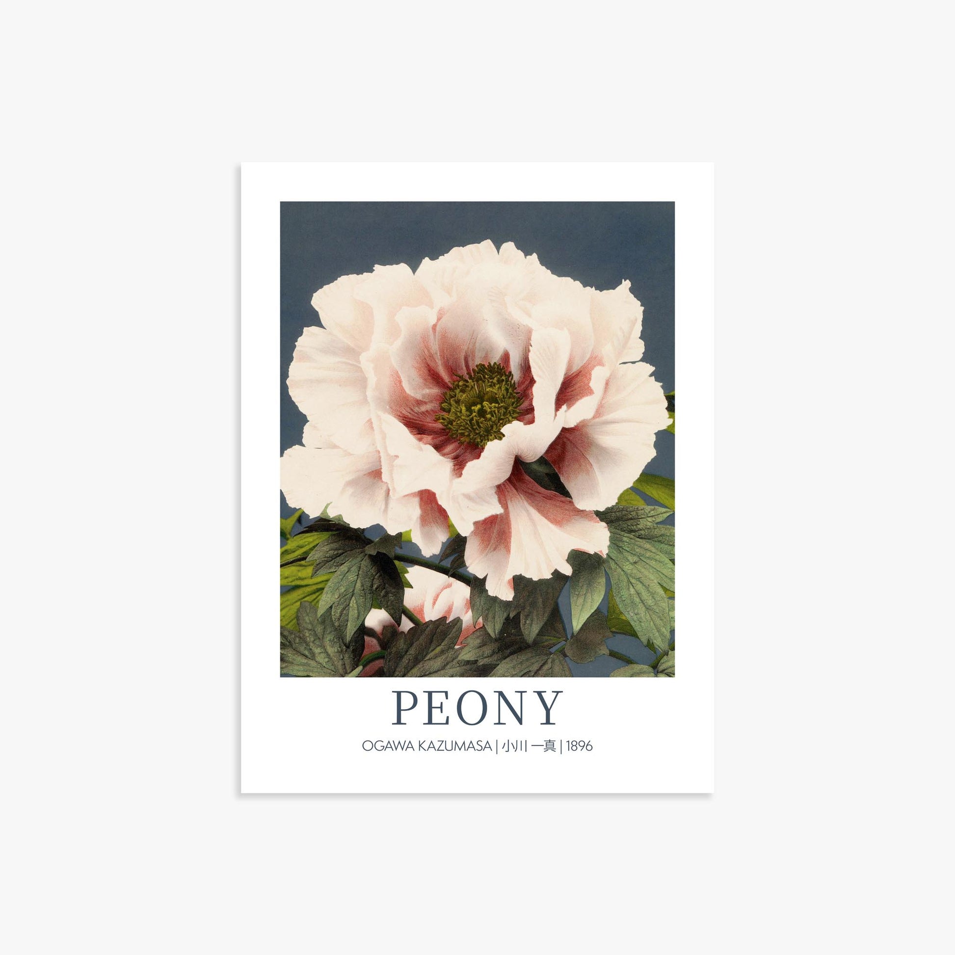 Ogawa Kazumasa: Peony - Gallery-style 30x40 cm Art Reproduction Unframed