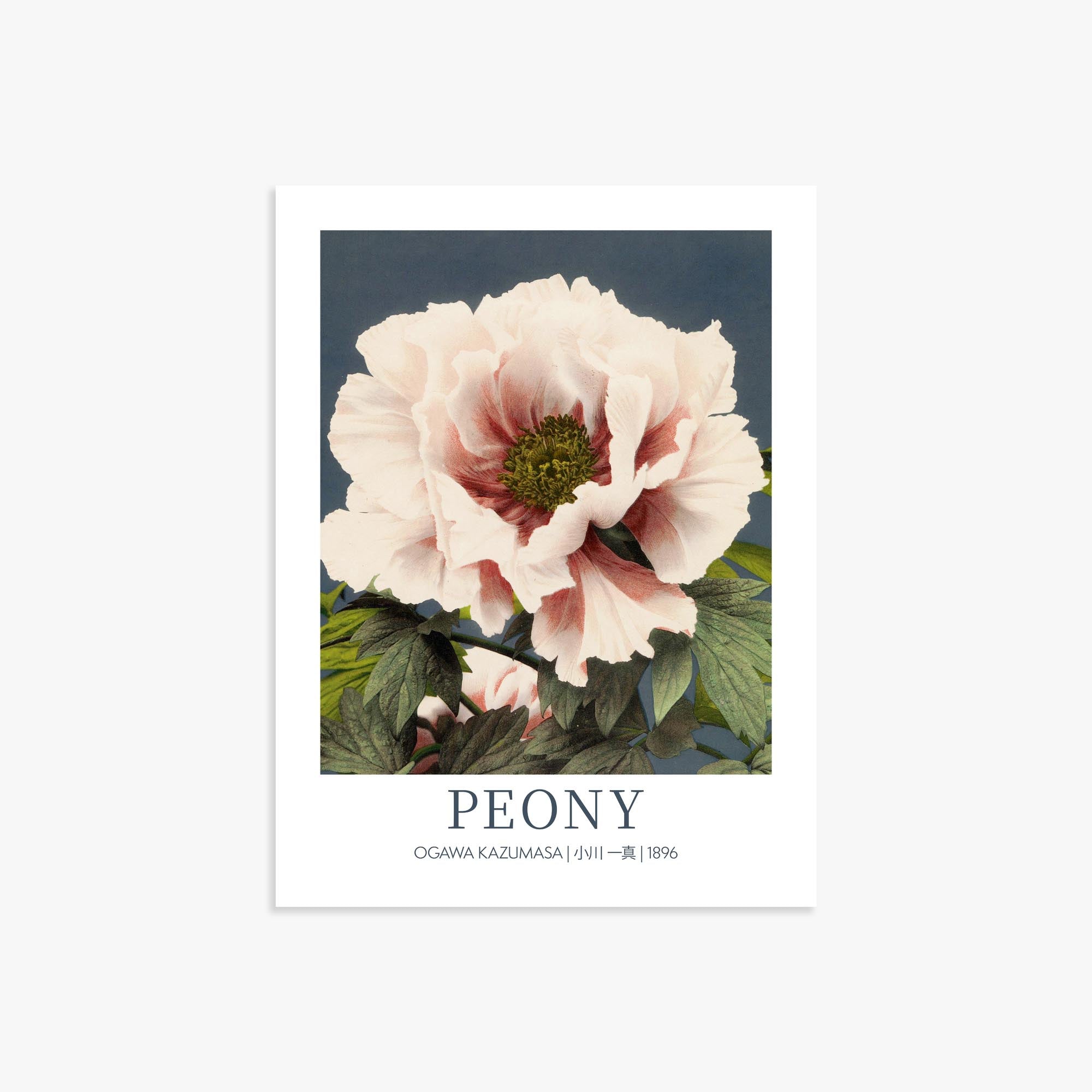Ogawa Kazumasa: Peony - Gallery-style 30x40 cm Art Reproduction Unframed