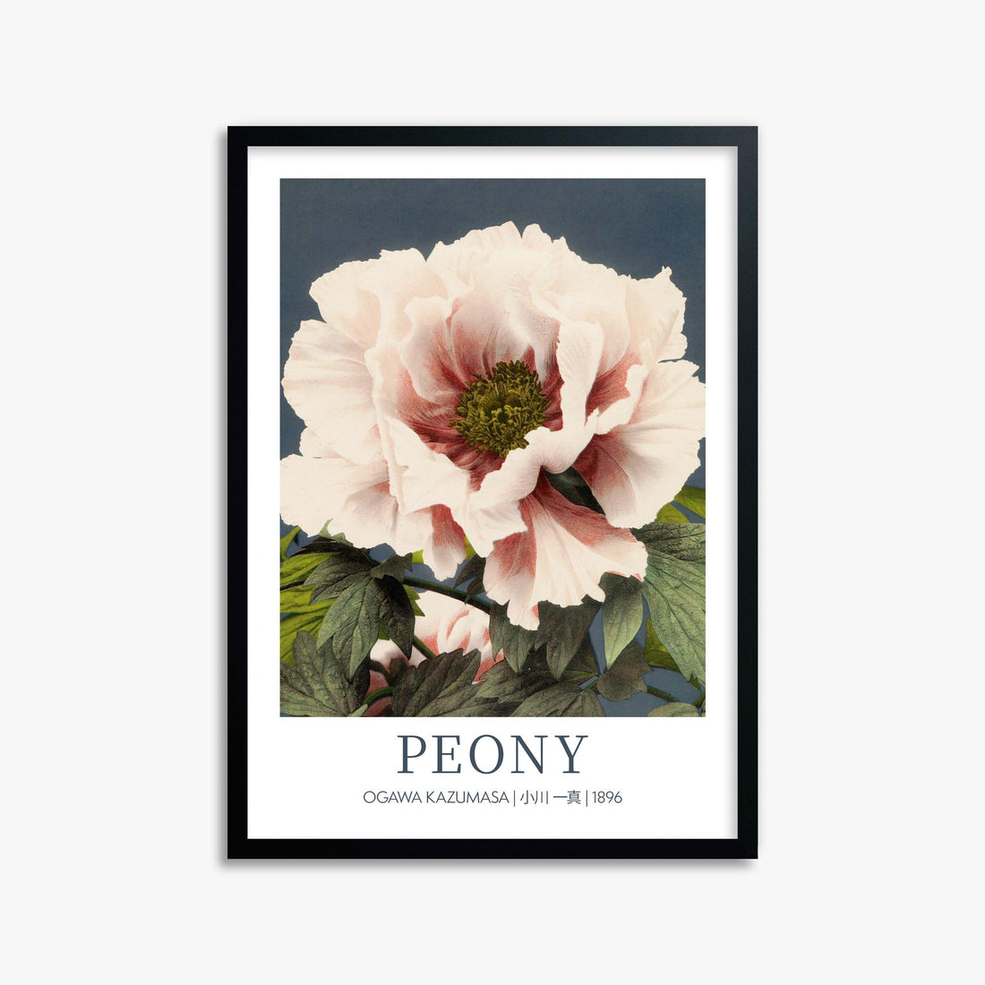 Ogawa Kazumasa: Peony - Gallery-style 50x70 cm Art Reproduction With Black Frame
