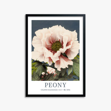 Ogawa Kazumasa: Peony - Gallery-style 50x70 cm Art Reproduction With Black Frame