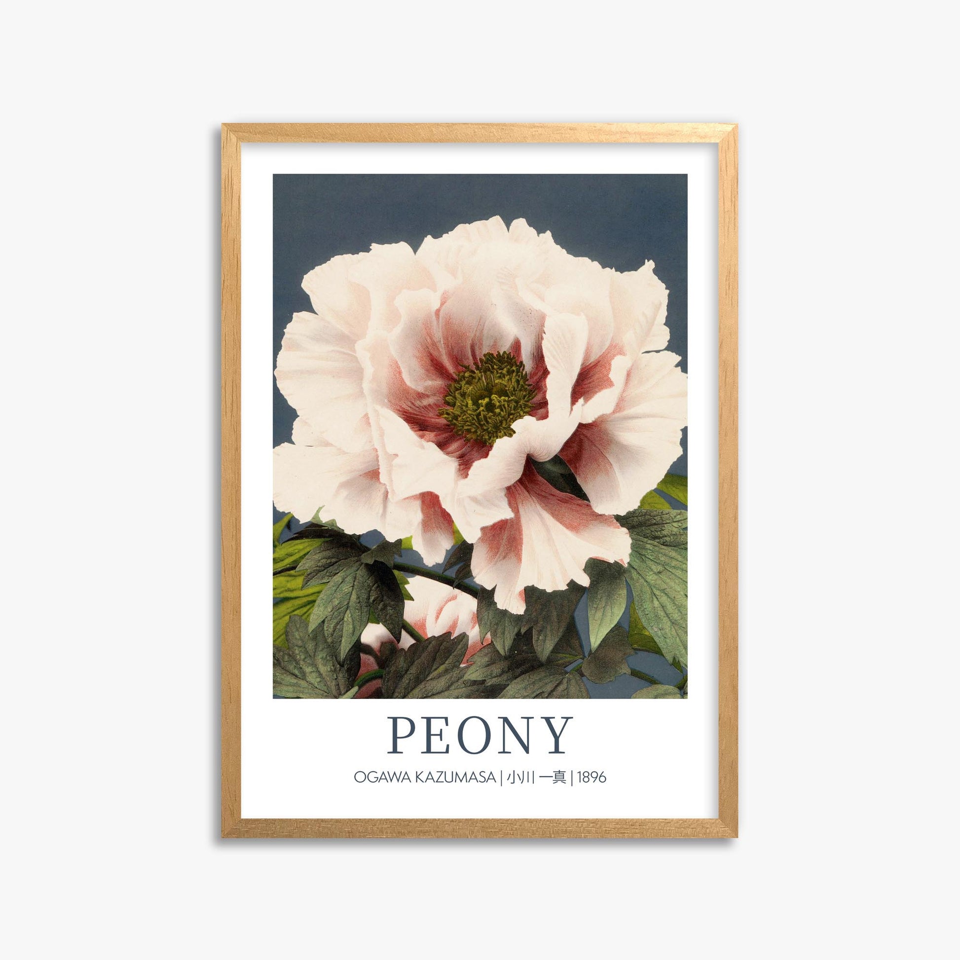Ogawa Kazumasa: Peony - Gallery-style 50x70 cm Art Reproduction With Oak Frame