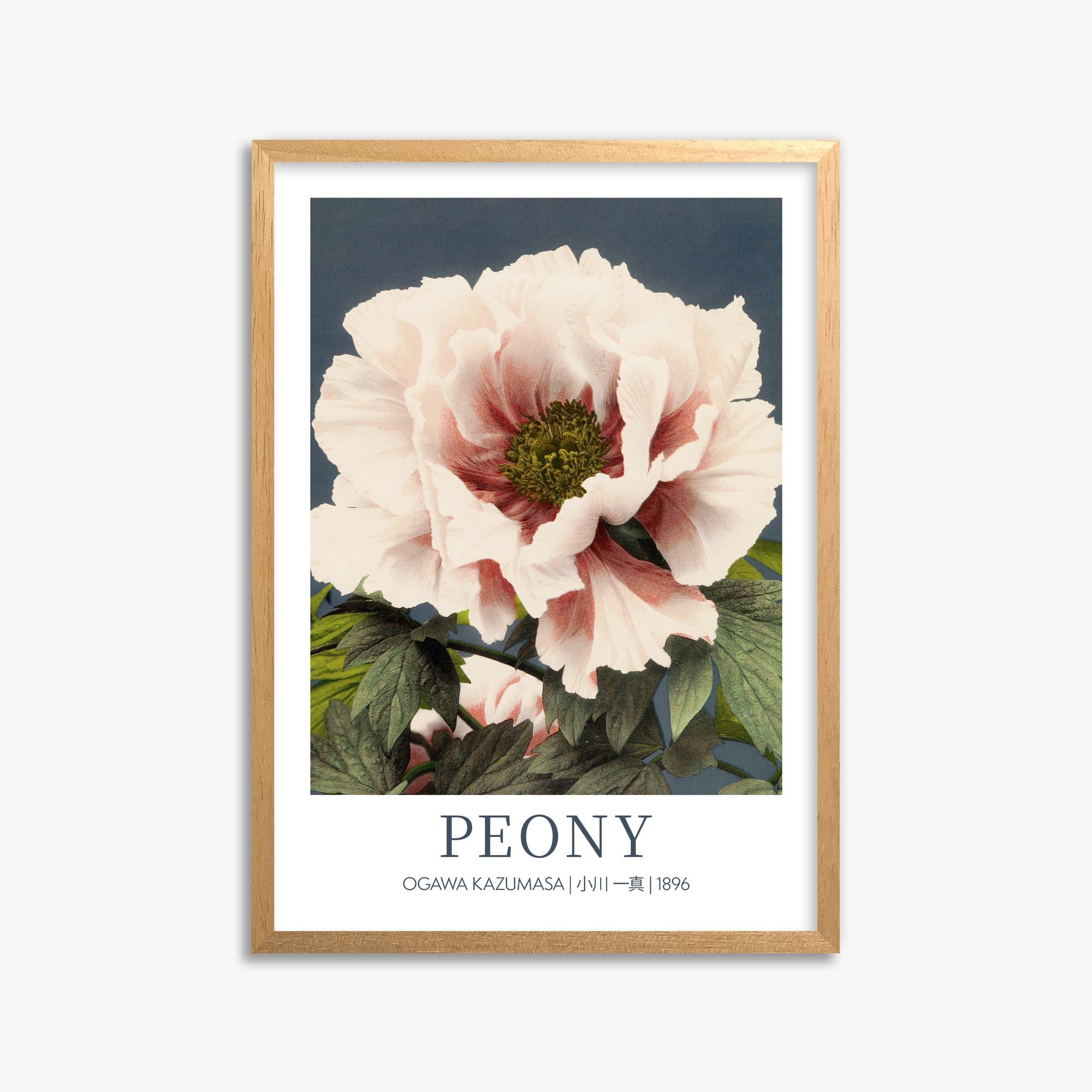 Ogawa Kazumasa: Peony - Gallery-style 50x70 cm Art Reproduction With Oak Frame