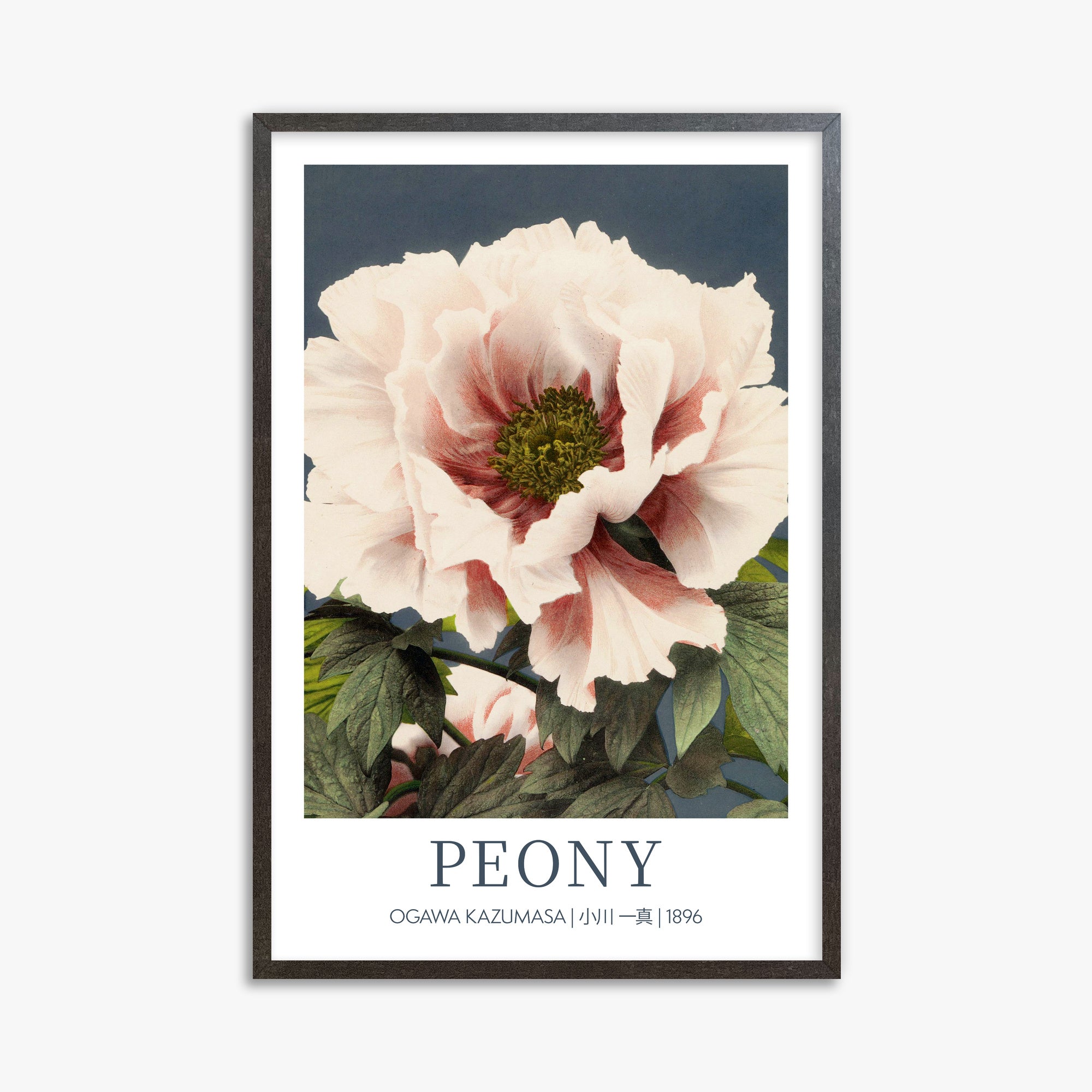 Peonia - Gallery-style