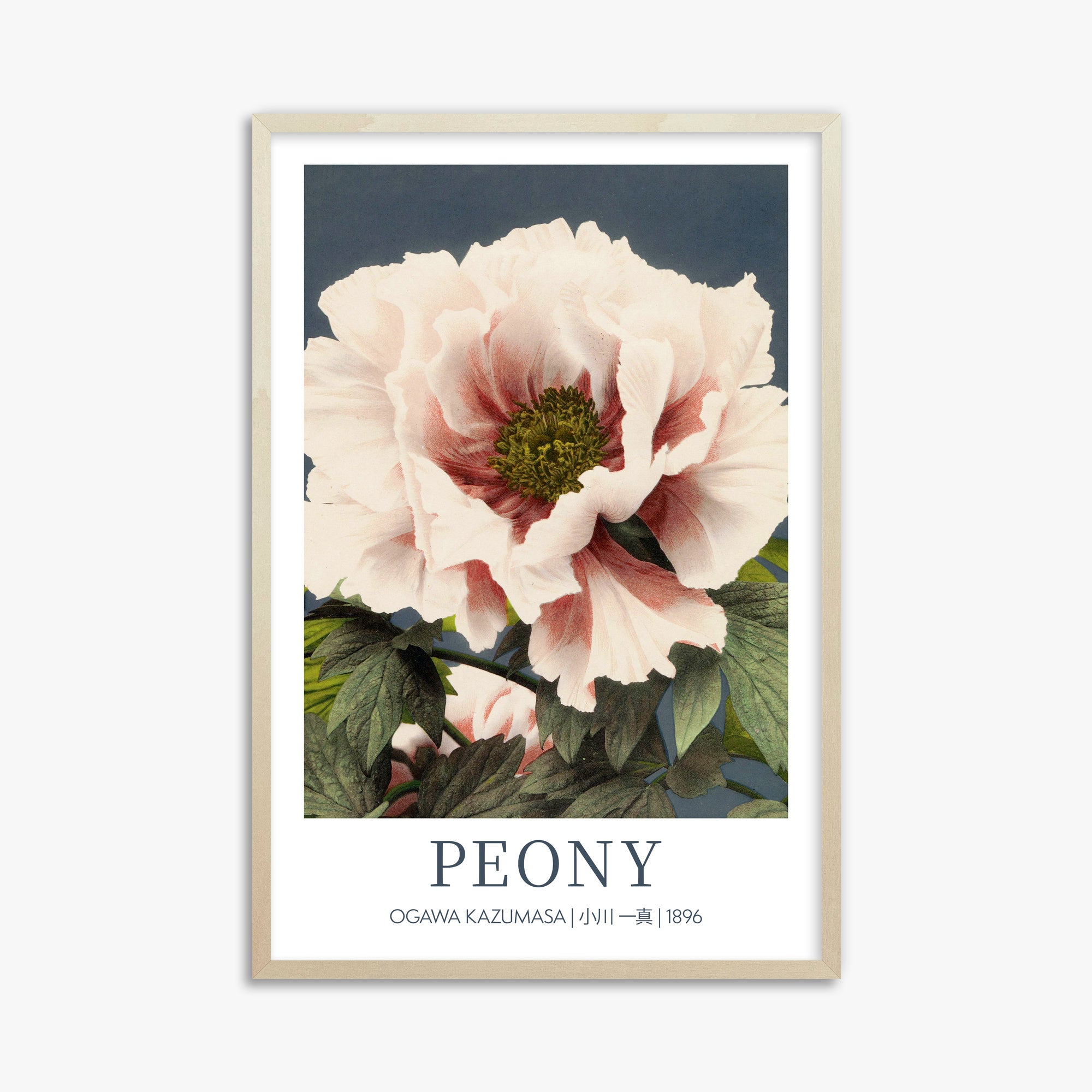 Peonia - Gallery-style