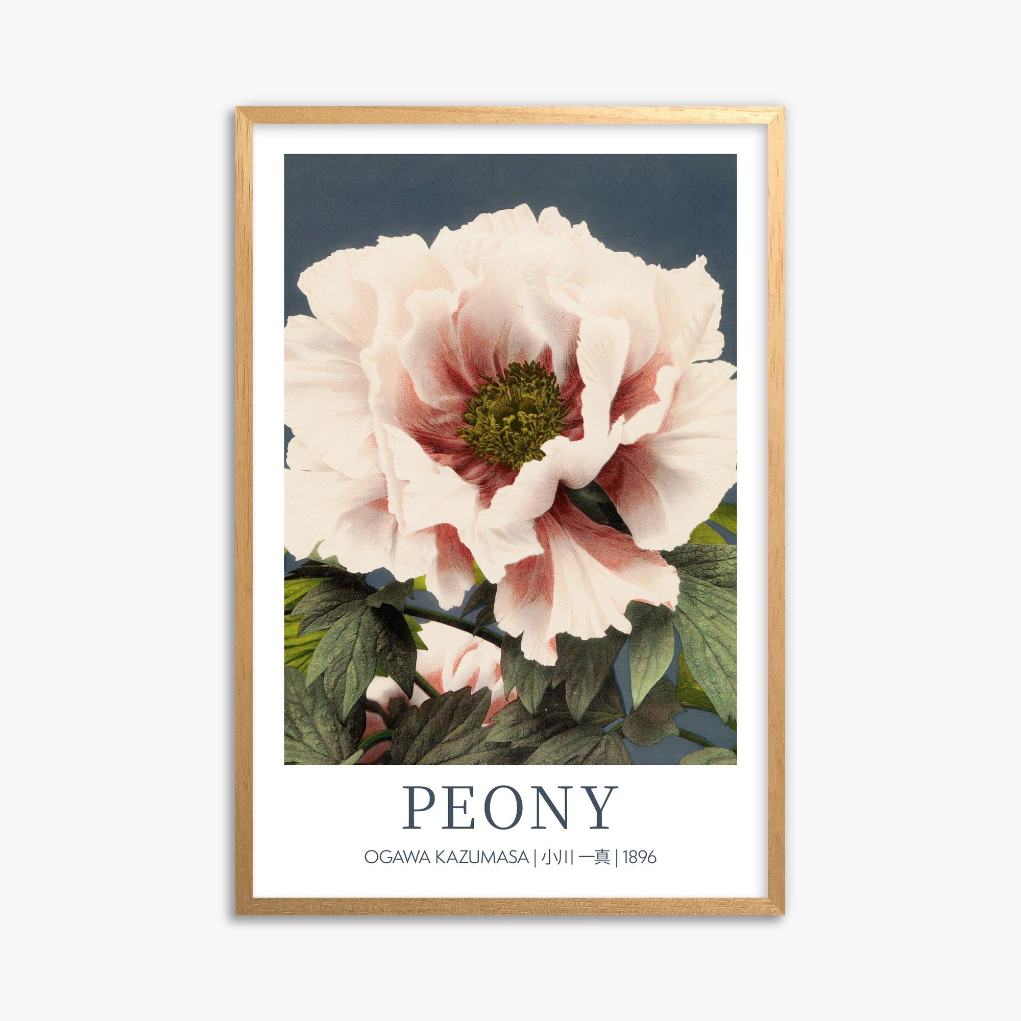 Ogawa Kazumasa: Peony - Gallery-style 61x91 cm Art Reproduction With Oak Frame