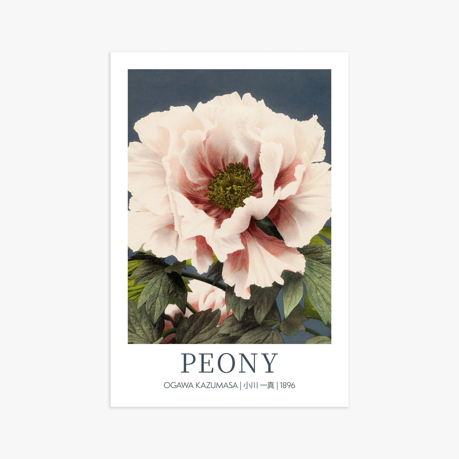 Ogawa Kazumasa: Peony - Gallery-style 61x91 cm Art Reproduction Unframed