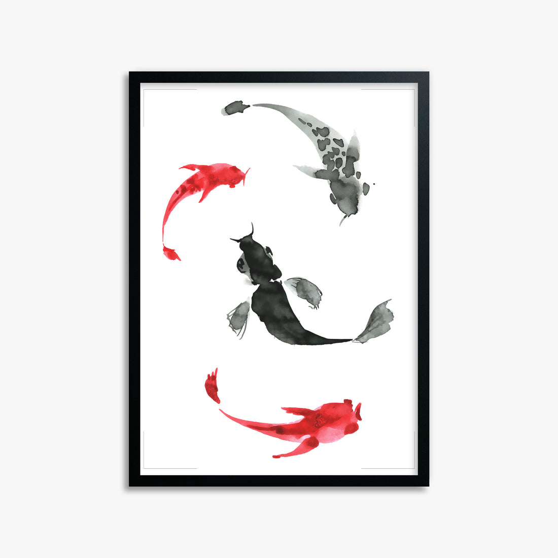 Koi Circling, 50x70cm Framed Poster With Black Frame